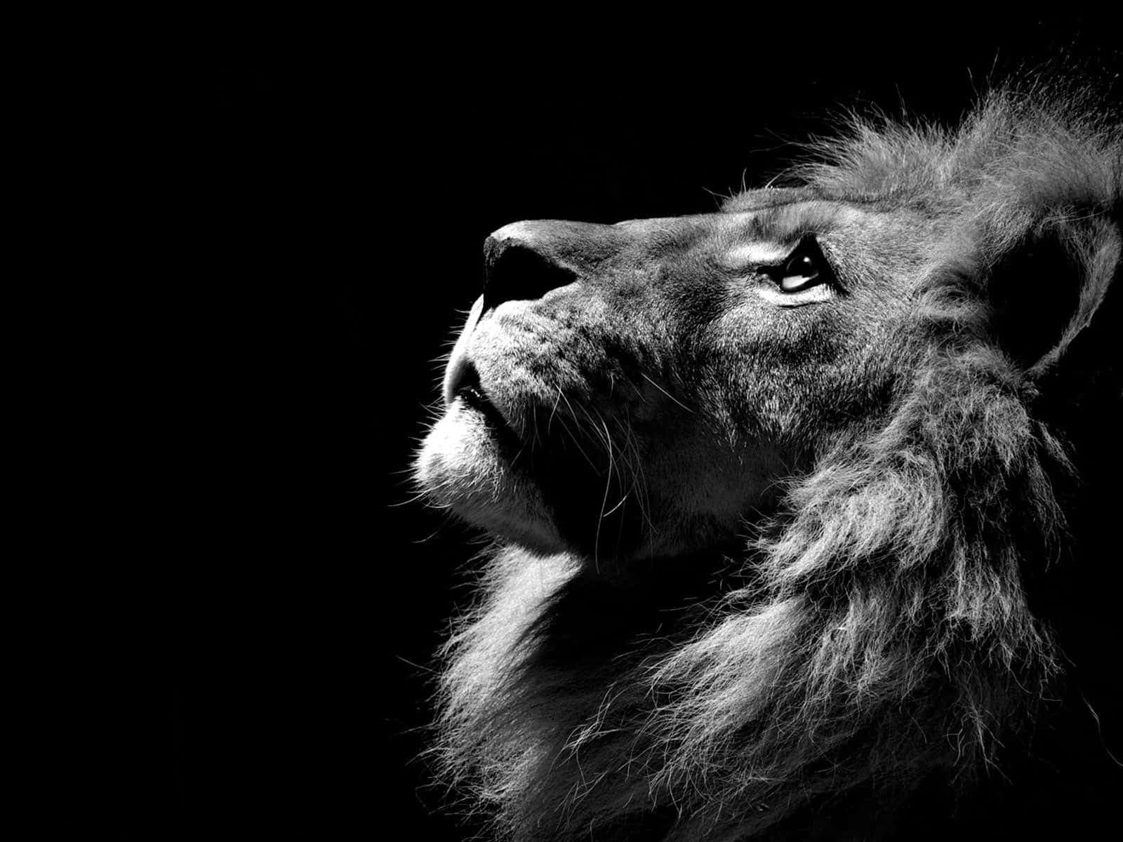 León — Grow Analytics