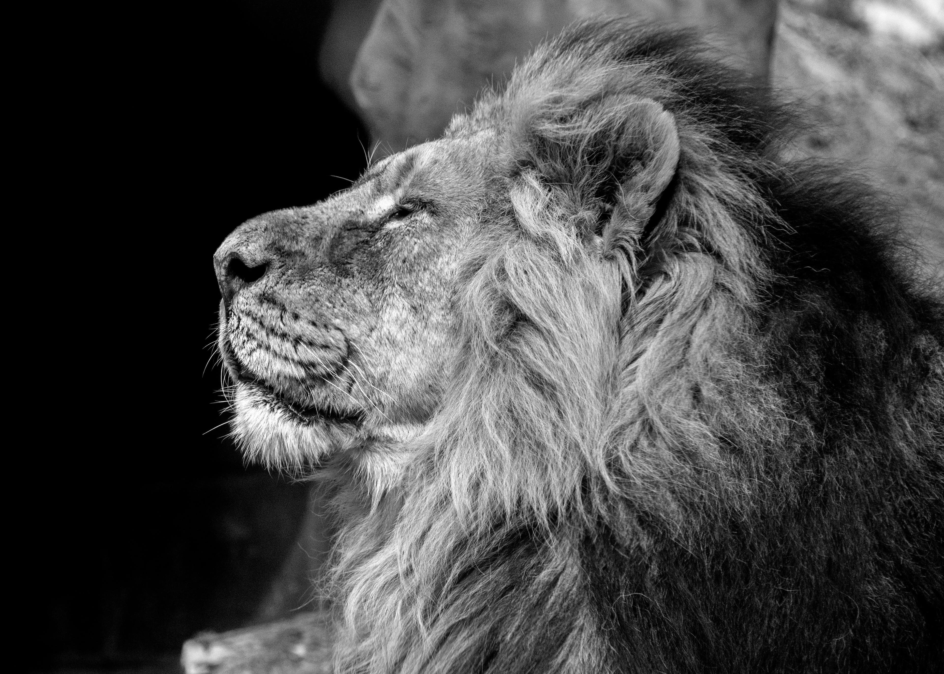 El espíritu del león